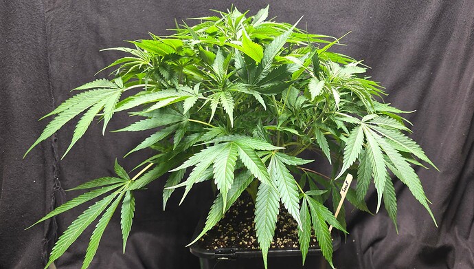Growreport Bild 89