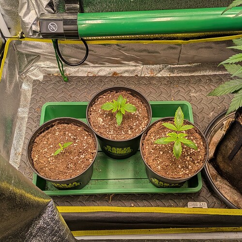 Growreport Bild 24