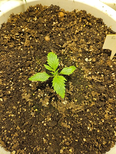 Growreport Bild 9