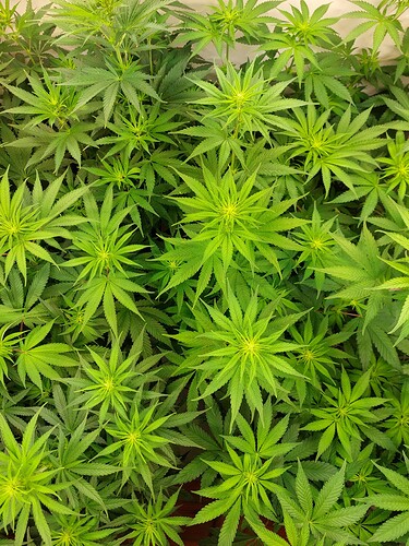 Growreport Bild 4