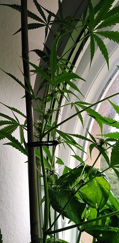 Growreport Bild 6