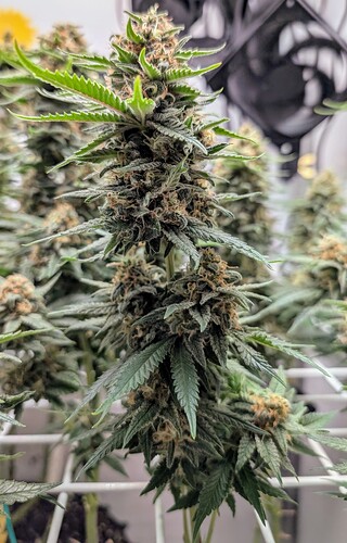 Growreport Bild 37