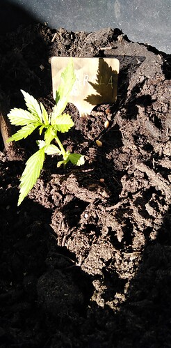 Growreport Bild 1