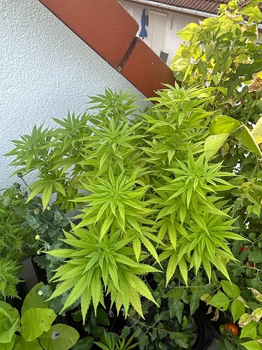 Growreport Bild 113