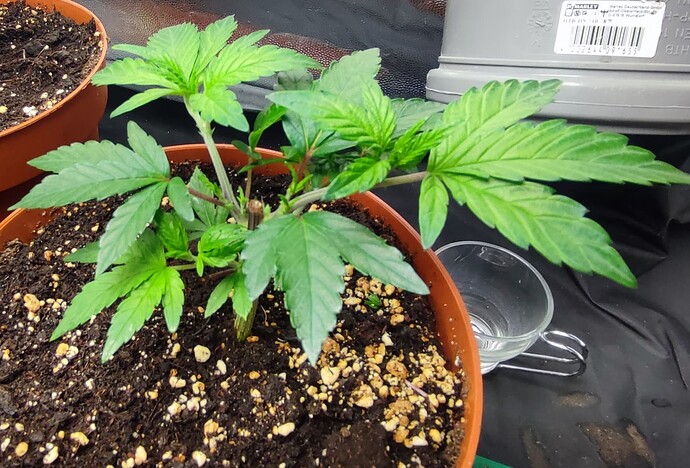 Growreport Bild 20