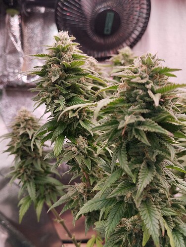 Growreport Bild 5