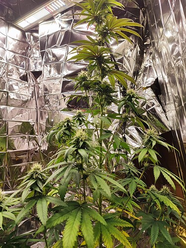 Growreport Bild 2
