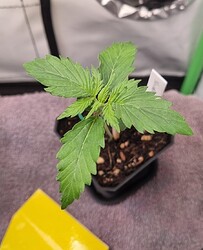 WhatsApp Image 2024-05-04 at 11.39.37 (5)