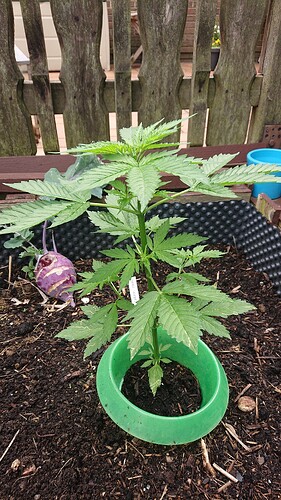 Growreport Bild 3