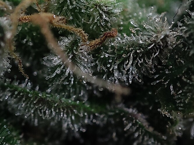 Growreport Bild 52
