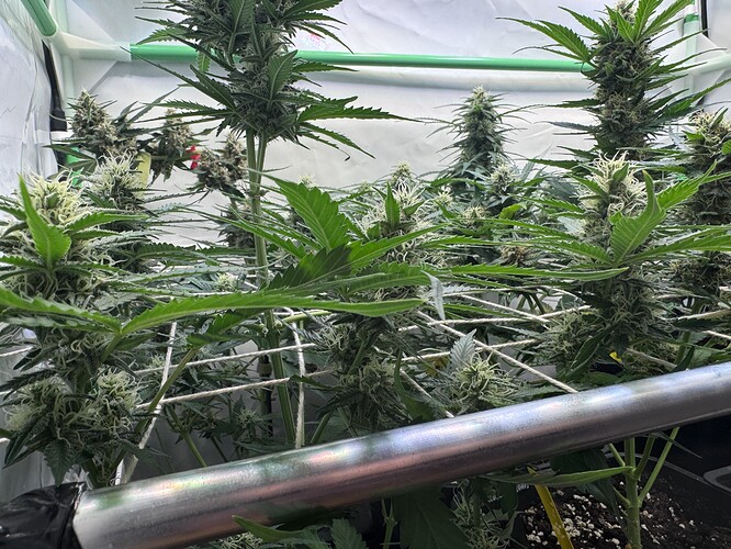 Growreport Bild 44