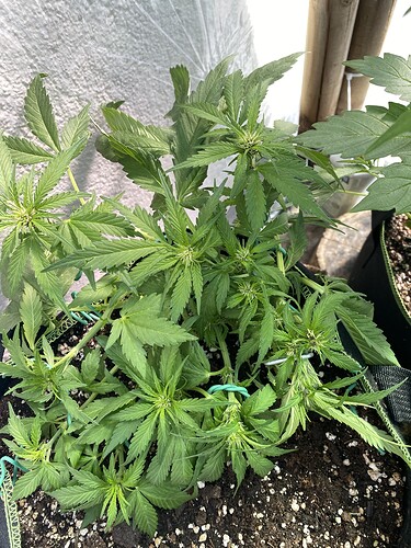 Growreport Bild 6