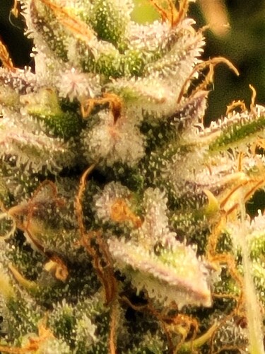 Growreport Bild 20