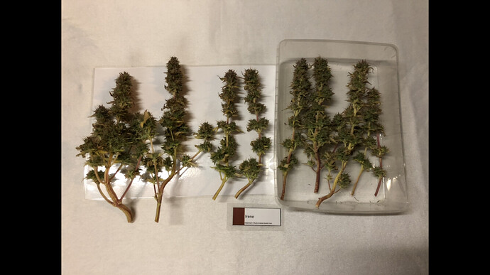 Growreport Bild 6