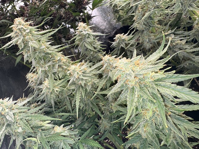 Growreport Bild 5