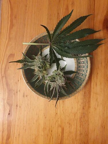 Growreport Bild 4