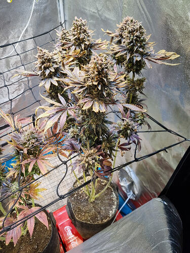 Eine blühende Cannabispflanze mit dichten, violett-braunen Blütenständen und bunten Blättern, die in einem Grow-Zelt steht.