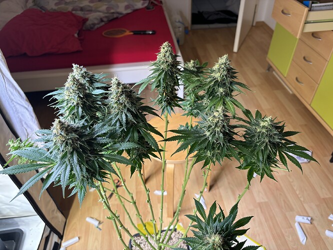 Growreport Bild 72