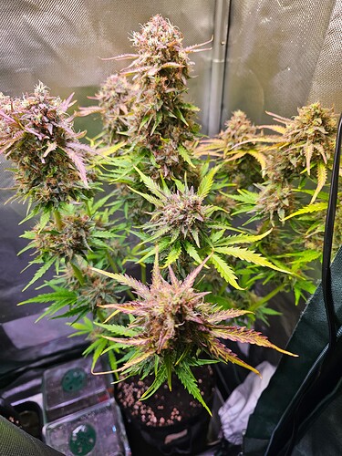 Growreport Bild 24
