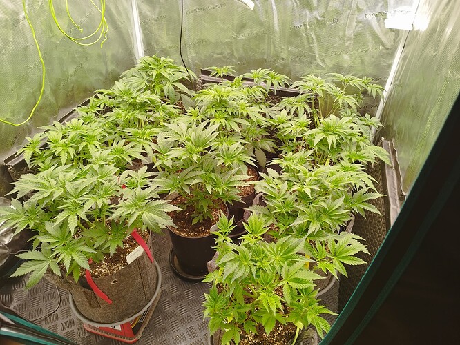 Growreport Bild 1