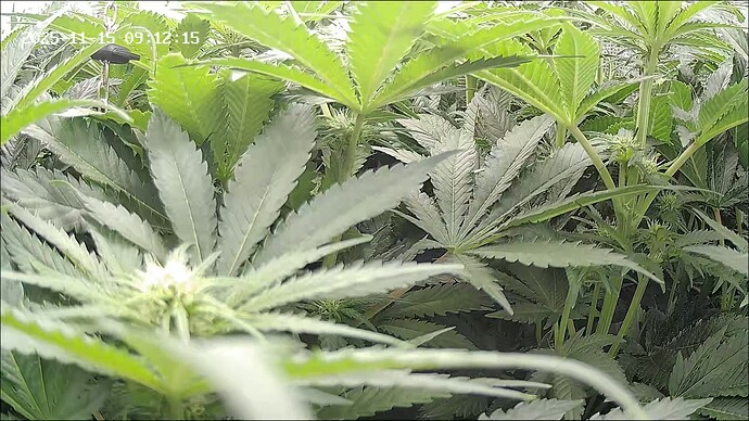Growreport Bild 31