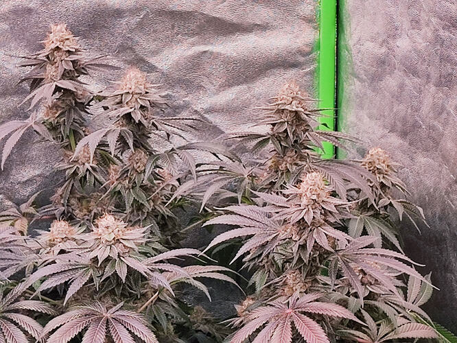 Growreport Bild 49