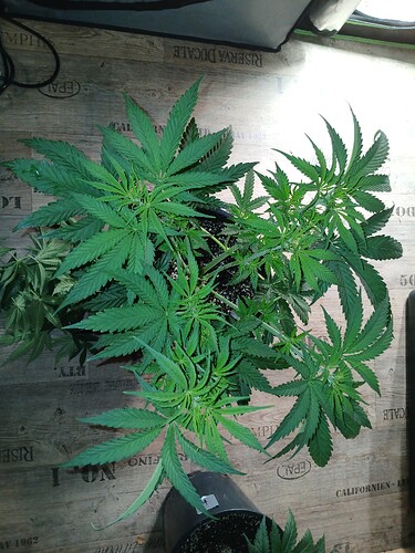 Growreport Bild 22