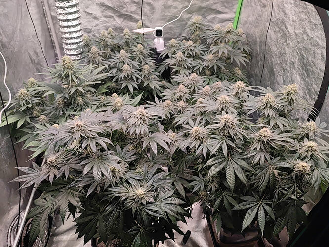 Growreport Bild 2