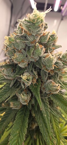 Growreport Bild 62