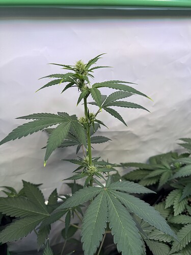 Growreport Bild 24