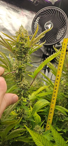 Growreport Bild 25