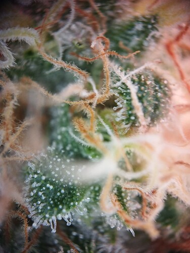 IMG_20250226_194609 - Kopie