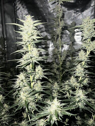 Growreport Bild 4