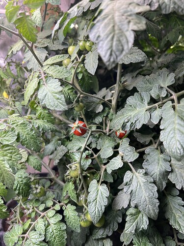 Growreport Bild 3