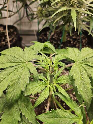 Cookie Gelato getoppt