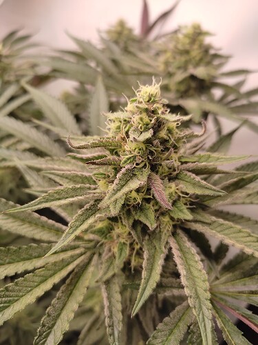 Growreport Bild 14
