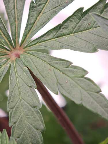 Growreport Bild 39