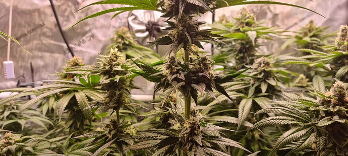 Growreport Bild 11