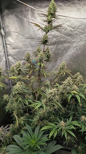 Growreport Bild 1