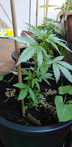 Growreport Bild 9