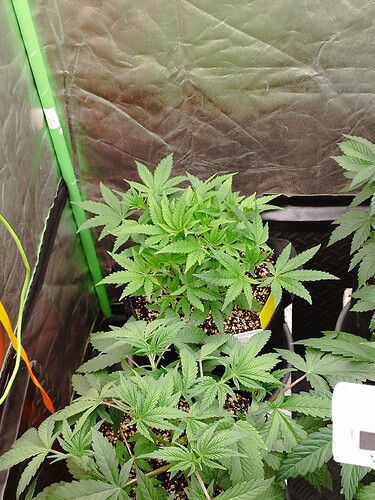 Mehrere junge Cannabispflanzen in Töpfen wachsen in einer Growbox.