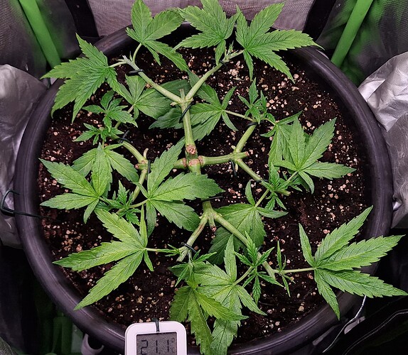 Growreport Bild 6