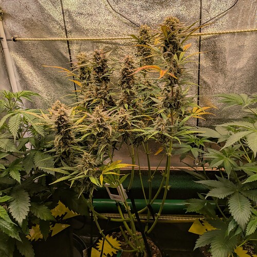 Growreport Bild 4