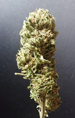 Growreport Bild 29