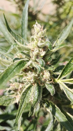Growreport Bild 8