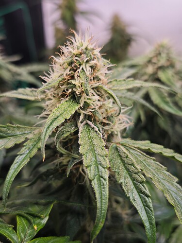 MVIMG_20251114_155737