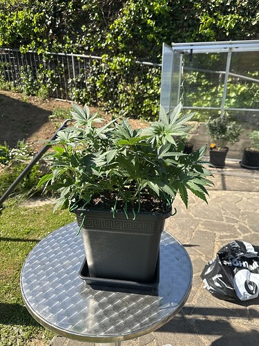 Growreport Bild 37