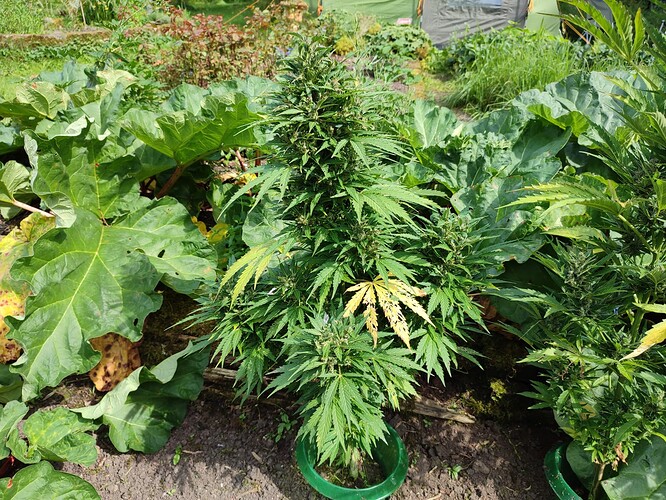 Growreport Bild 9