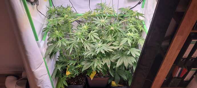Growreport Bild 9