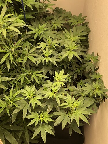 Growreport Bild 21